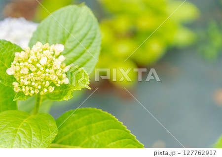 白いアジサイの花 127762917