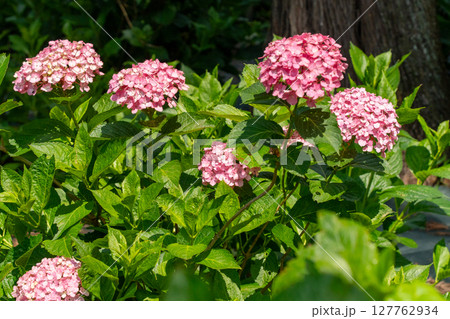赤いアジサイの花 127762934