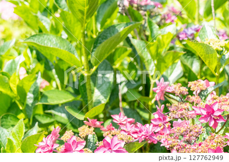 赤いペンタスの花 赤いペンタスの花 127762949