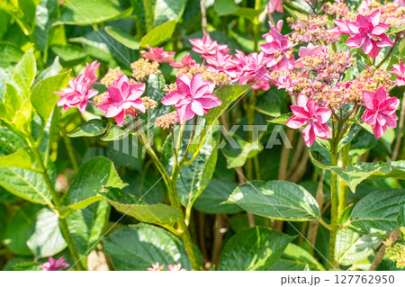 赤いペンタスの花 赤いペンタスの花 127762950