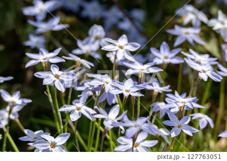 群生する白いハナニラ 127763051