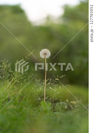一本のタンポポの綿毛 127763052