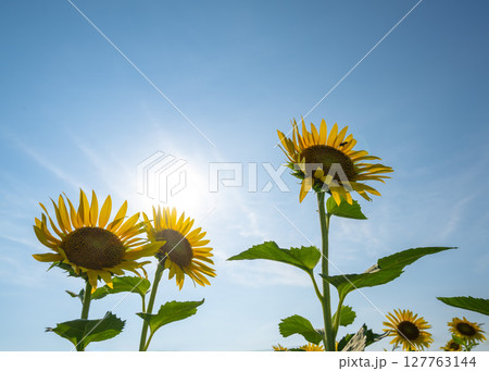 真夏の日差しの下で空を仰ぎ見るように咲くイシックス馬入のお花畑のひまわりの花 真夏の日差しの下で空を仰ぎ見るように咲くイシックス馬入のお花畑のひまわりの花 127763144