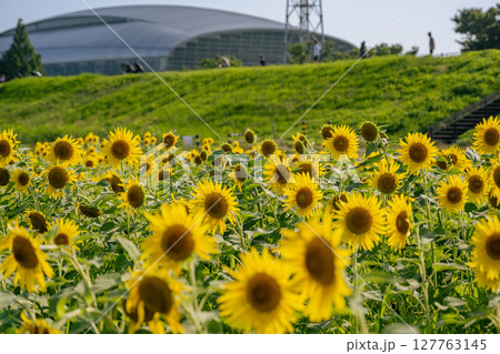 馬入ふれあい公園の土手で憩う々の前で咲いているイシックスお花畑の満開のひまわのり花 馬入ふれあい公園の土手で憩う々の前で咲いているイシックスお花畑の満開のひまわのり花 127763145