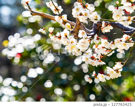 春の訪れを告げる満開の清楚な白梅 春の訪れを告げる満開の清楚な白梅 127763423