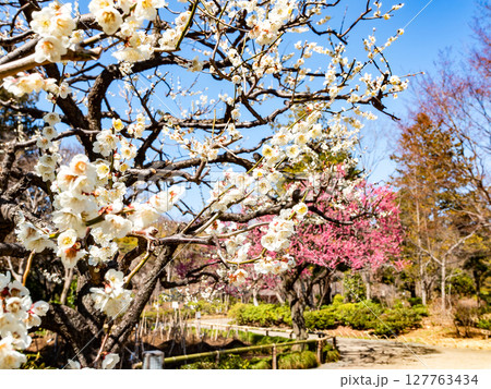 春の訪れを告げる満開の清楚な白梅 春の訪れを告げる満開の清楚な白梅 127763434