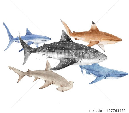 Watercolor shark species bundle: hammerhead, blue, reef, whale shark, great white. Perfect ocean animal set for marine-themed designs, kids decor, and biology illustrations. Watercolor shark species bundle: hammerhead, blue, reef, whale shark, great white. Perfect ocean animal set for marine-themed designs, kids decor, and biology illustrations. 127763452