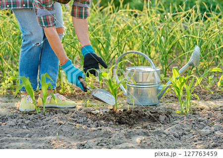 Gardener with mineral fertilizers in hands, fertilizing corn plants 127763459