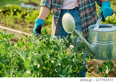 Gardener with watering can near raised garden bed of green pea plants Gardener with watering can near raised garden bed of green pea plants 127763472
