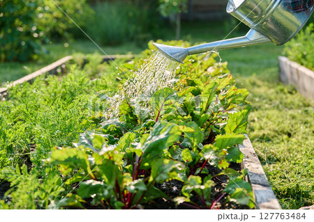 Close-up of watering can in hands watering beet plants 127763484