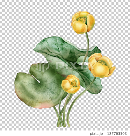 Watercolor bouquet of bud Water yellow Lily with green leaves. Hand drawn illustration Nuphar of lakewhite waterlily or lotus on isolated background. Beautiful composition chinese water lily Watercolor bouquet of bud Water yellow Lily with green leaves. Hand drawn illustration Nuphar of lakewhite waterlily or lotus on isolated background. Beautiful composition chinese water lily 127763508