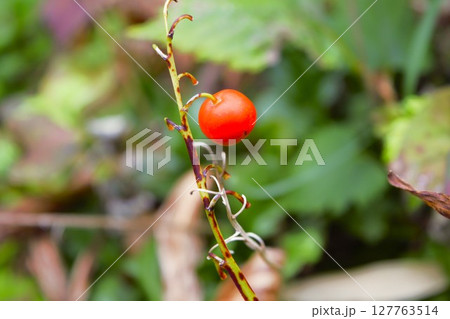 スズランの赤い実 長野県 スズランの赤い実 長野県 127763514