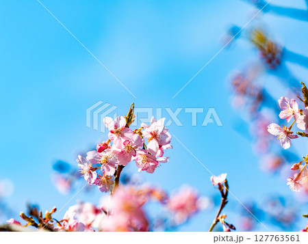 早春の光を浴びて輝く満開の河津桜 127763561