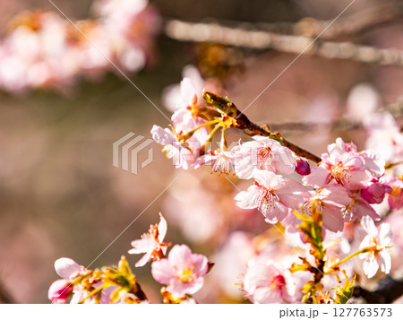 早春の光を浴びて輝く満開の河津桜 早春の光を浴びて輝く満開の河津桜 127763573