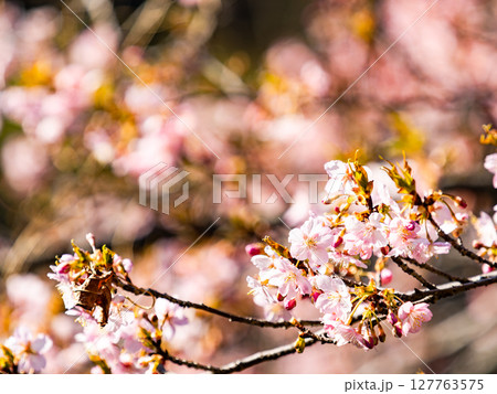 早春の光を浴びて輝く満開の河津桜 早春の光を浴びて輝く満開の河津桜 127763575