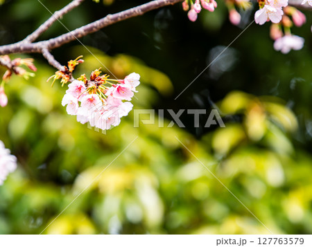 早春の光を浴びて輝く満開の河津桜 早春の光を浴びて輝く満開の河津桜 127763579