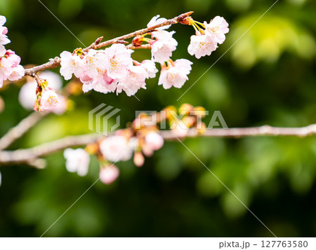 早春の光を浴びて輝く満開の河津桜 早春の光を浴びて輝く満開の河津桜 127763580