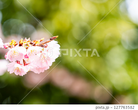早春の光を浴びて輝く満開の河津桜 早春の光を浴びて輝く満開の河津桜 127763582