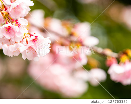 早春の光を浴びて輝く満開の河津桜 早春の光を浴びて輝く満開の河津桜 127763583