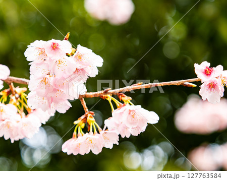 早春の光を浴びて輝く満開の河津桜 127763584