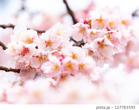 早春の光を浴びて輝く満開の河津桜 早春の光を浴びて輝く満開の河津桜 127763595