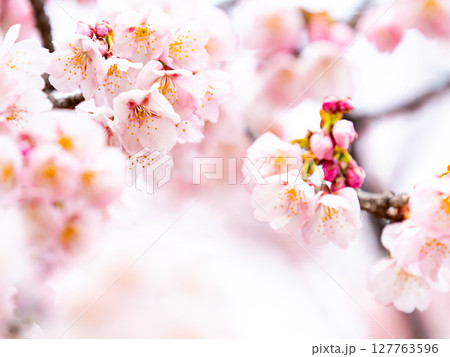 早春の光を浴びて輝く満開の河津桜 早春の光を浴びて輝く満開の河津桜 127763596
