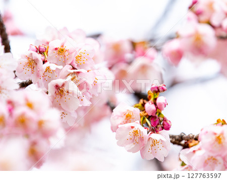 早春の光を浴びて輝く満開の河津桜 早春の光を浴びて輝く満開の河津桜 127763597