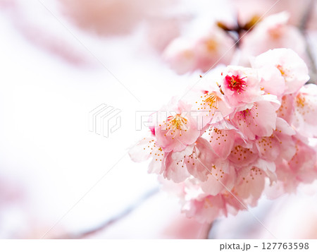 早春の光を浴びて輝く満開の河津桜 127763598