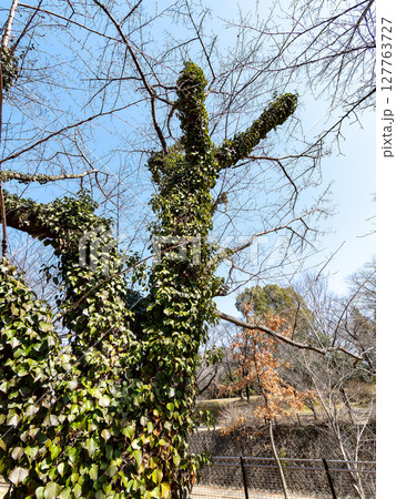 蔦に覆われた古木 蔦に覆われた古木 127763727