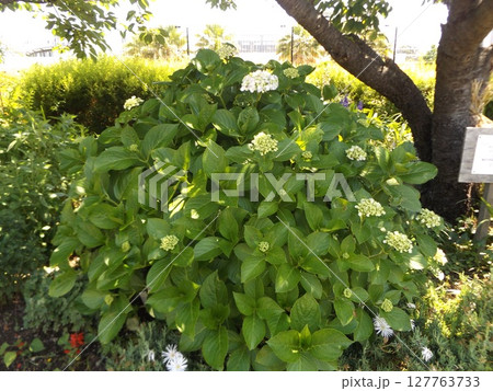 :こじま花の会花畑に咲いた紫陽花の花 :こじま花の会花畑に咲いた紫陽花の花 127763733