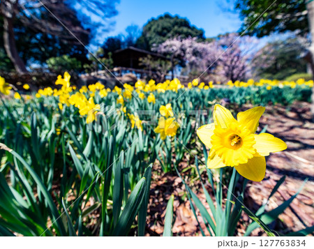 春を感じさせる満開の黄色いラッパスイセン 127763834