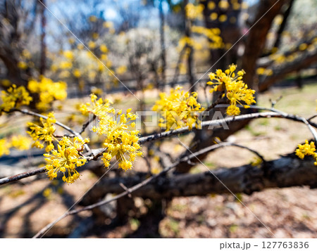 春を告げる満開のサンシュユのかわいい黄色い花 127763836