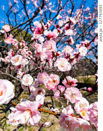 新春を告げる満開の清楚でかわいいほんのり淡いピンクの紅梅 新春を告げる満開の清楚でかわいいほんのり淡いピンクの紅梅 127763893