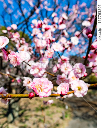 新春を告げる満開の清楚でかわいいほんのり淡いピンクの紅梅 127763895
