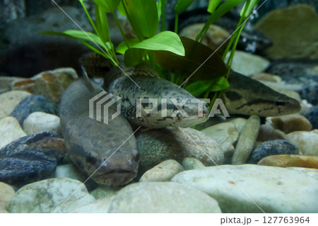 Close up head the snakehead fish 127763964