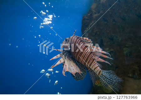 The red lion fish in water 127763966