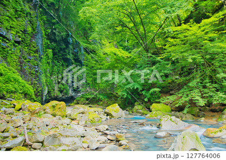 栃木県那須塩原市 緑の森林とスッカン沢 栃木県那須塩原市 緑の森林とスッカン沢 127764006