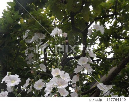 綺麗な白色のタチアオイの花 127764140
