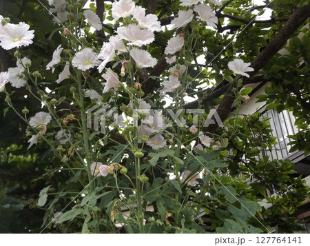 綺麗な白色のタチアオイの花 127764141