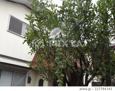 綺麗な白色のタチアオイの花 127764142