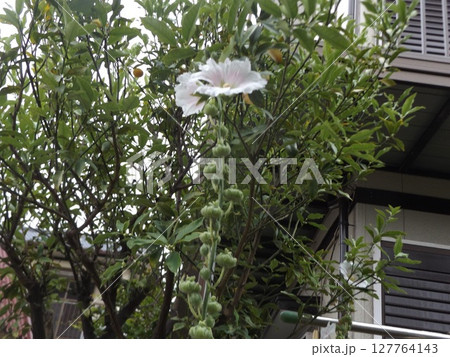 綺麗な白色のタチアオイの花 127764143