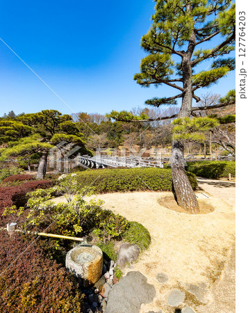 早春の庭園 手水鉢と松の織りなす景色 早春の庭園 手水鉢と松の織りなす景色 127764203