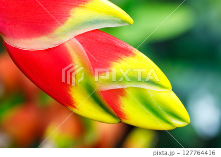 Heliconia Rostrata also known as Lobster Claw Parrot Flower False Bird of Paradise closeup macro tropical plant Heliconia Rostrata also known as Lobster Claw Parrot Flower False Bird of Paradise closeup macro tropical plant 127764416