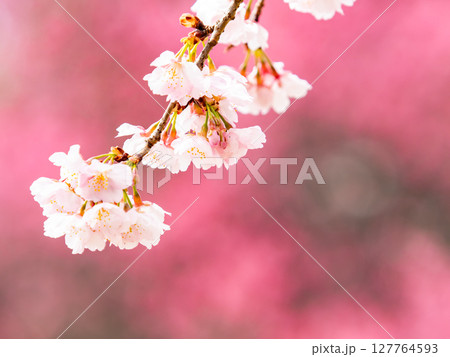 ピンクの花を背景に美しく咲いた満開の優雅な枝垂桜 127764593