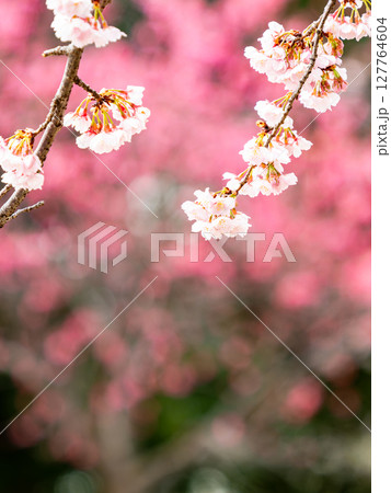 ピンクの花を背景に美しく咲いた満開の優雅な枝垂桜 ピンクの花を背景に美しく咲いた満開の優雅な枝垂桜 127764604