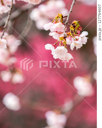 ピンクの花を背景に美しく咲いた満開の優雅な枝垂桜 ピンクの花を背景に美しく咲いた満開の優雅な枝垂桜 127764607
