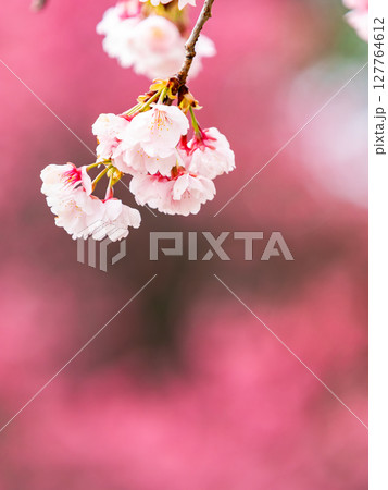 ピンクの花を背景に美しく咲いた満開の優雅な枝垂桜 127764612