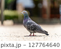 優雅に歩く鳩 127764640