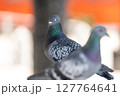 瞼を閉じる鳩 127764641