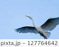 大きな羽を広げて空を飛ぶ白鷺 127764642